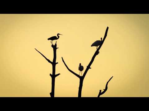 Dirty Culture - Everybody Needs A Sign