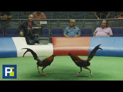 No habrá más peleas de gallos en Puerto Rico: ¿qué harán las familias que viven de este negocio?