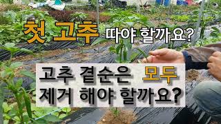 첫 고추 따줘야 할까요? 고추 곁순 모두 제거해야 할까요? #주말농장 #고추 가꾸기 #첫 고추 따기.