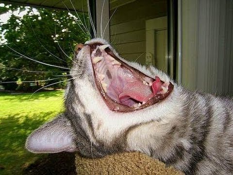 Lenguaje corporal en gatos ¿Sabes lo que quieren decirnos?
