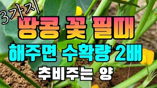 땅콩은 자방병에서 열리죠.꽃필때 꼭 해주면 땅콩수확 많아져요(북주기,웃거름주기주는시기,풀뽑기)
