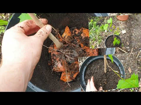 Einen Ahorn zum Bonsai vorbereiten