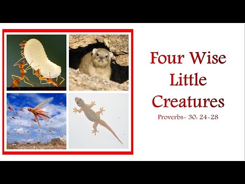 4 Wise little creatures - Proverbs 30: 24-28