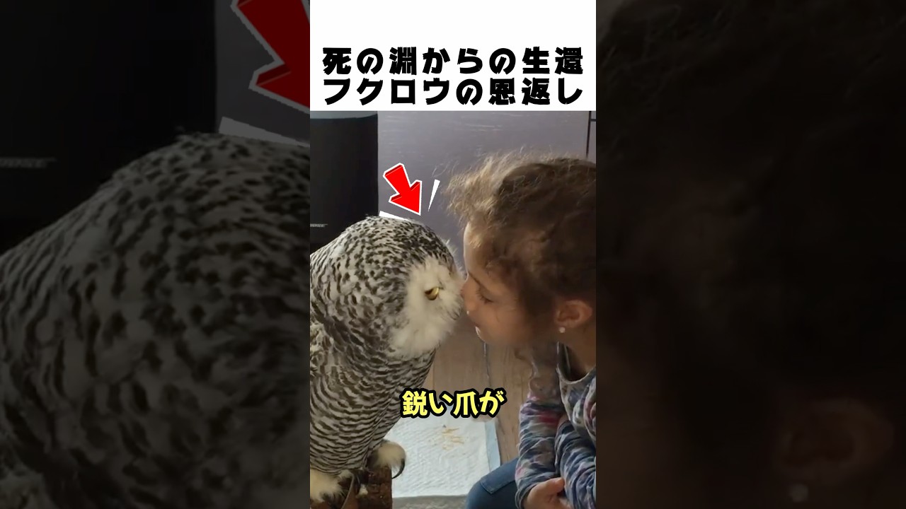 死の淵から生還したフクロウ🦉少女への恩返しが泣ける実話💖