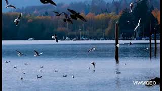 Download lagu story wa I ve been away to loong George Baker album mp3