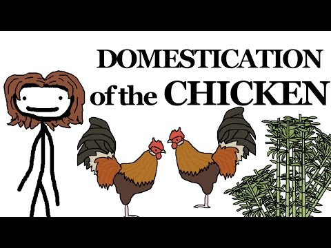 Why the Chicken Got Domesticated