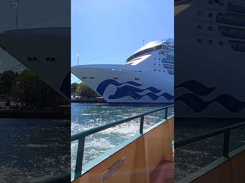 Thumbnail for Island Princess World Cruise 2025 Visits Sydney Harbour