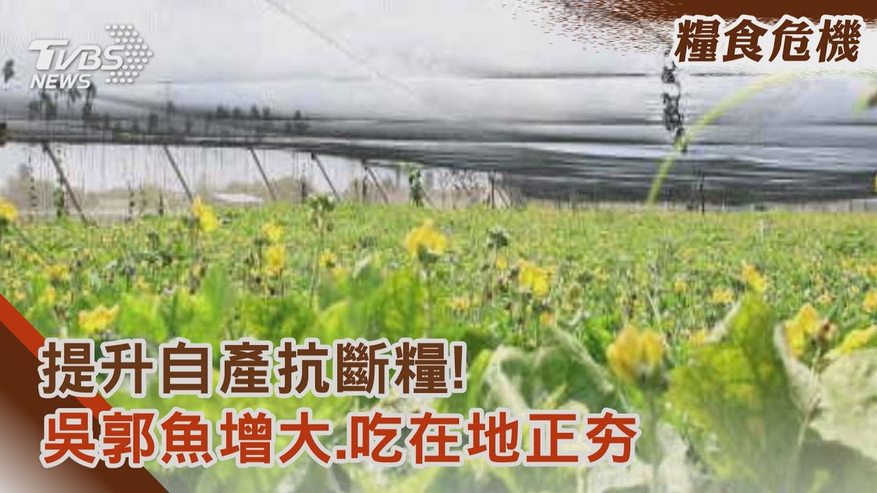 糧食危機怎解？遺傳選育救養殖　「吃在地」糧食不求人