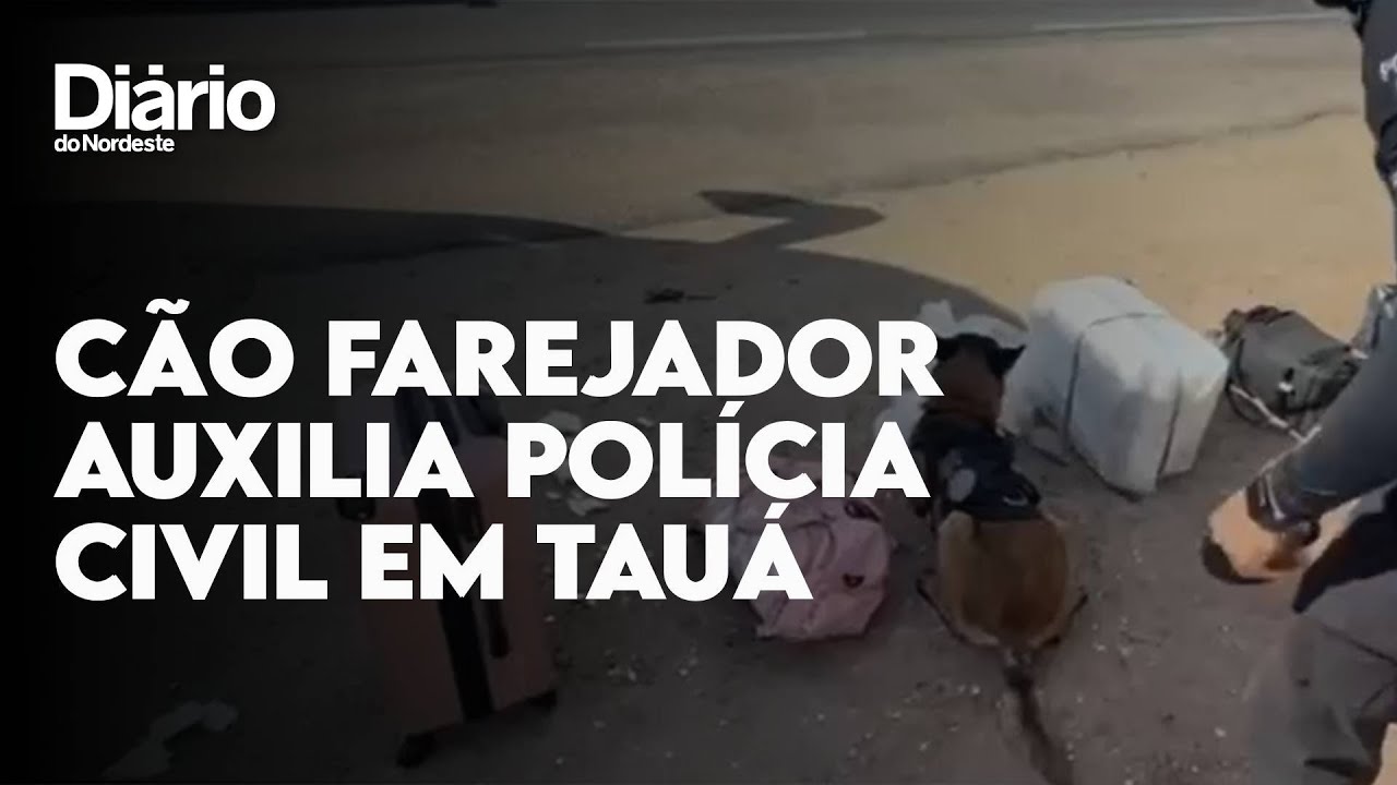 Imagem da notícia: Com auxílio de cão farejador, Polícia Civil apreende crack e cocaína em bagagem no Ceará; veja vídeo
