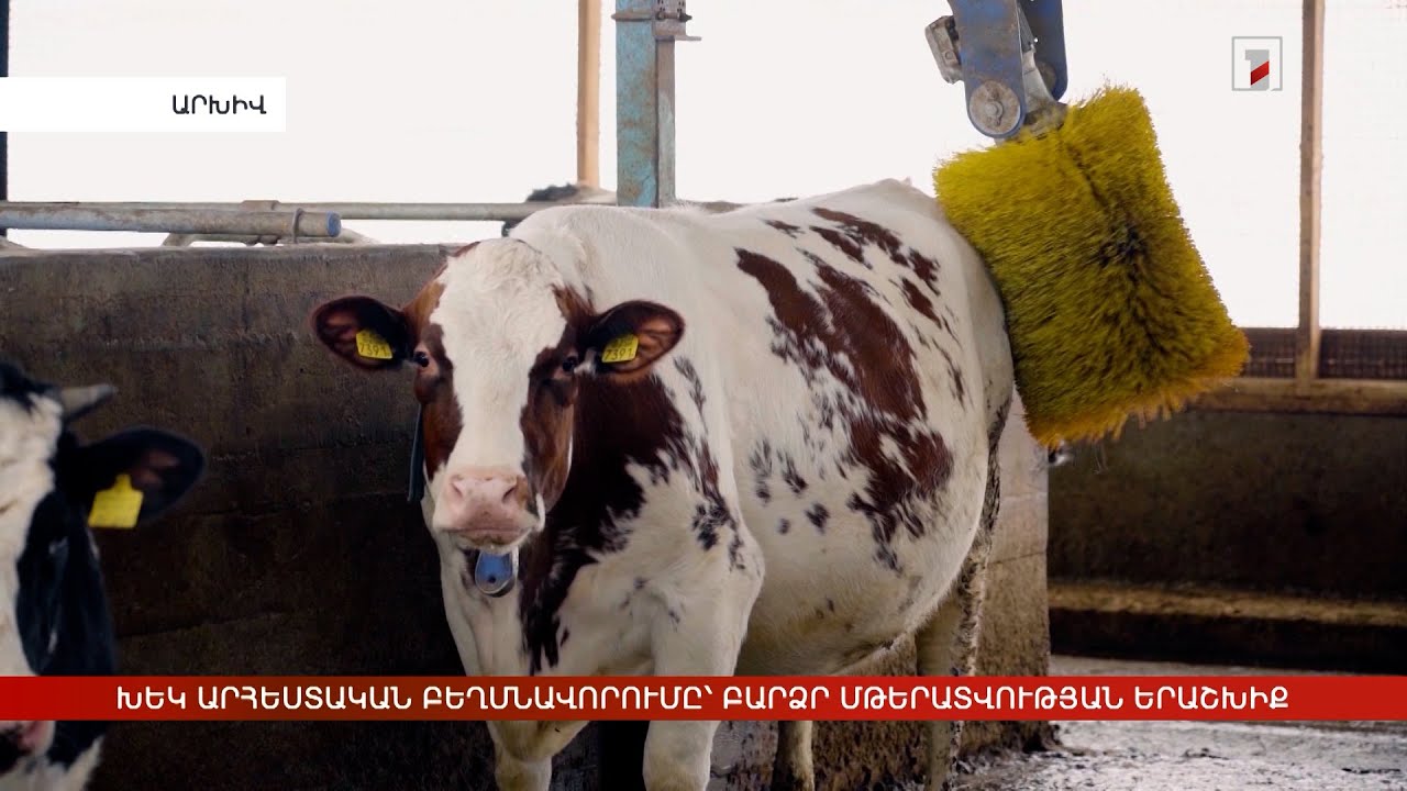 ԽԵԿ արհեստական բեղմնավորումը՝ բարձր մթերատվության երաշխիք