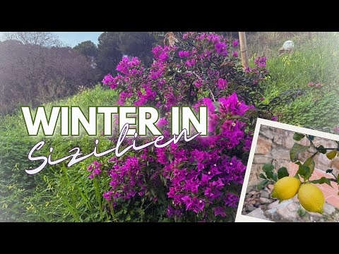 Frühling im Dezember | Unser Garten auf Sizilien erwacht