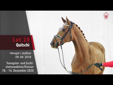 Youngster- und Zuchtstutenauktion/Dressur Lot 20 Quitschi Hengst v. Quantensprung - Londonderry