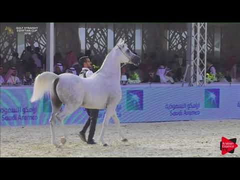 143 AJMAL MASSOUD   Gulf SE Cup 2018