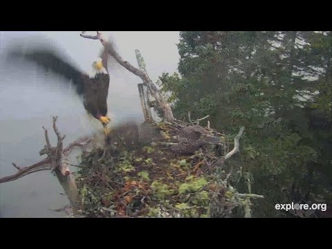 Rare video captures eagle raiding osprey nest