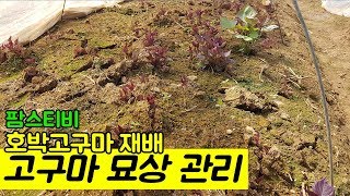 호박고구마 싹이 나오고 묘상관리를 들어갔습니다.