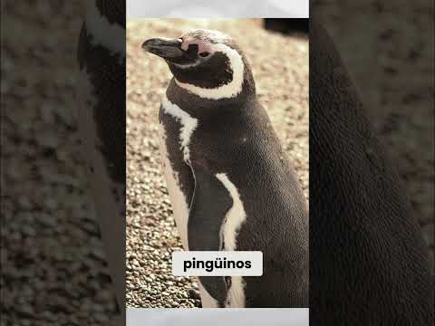 Puerto Madryn: Ballenas, Pingüinos y Cultura Galesa en ARGENTINA