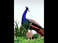 Peacock Sound Peacock Call HD Shorts Peacock Youtube Trending Viral Tiktok Relax India