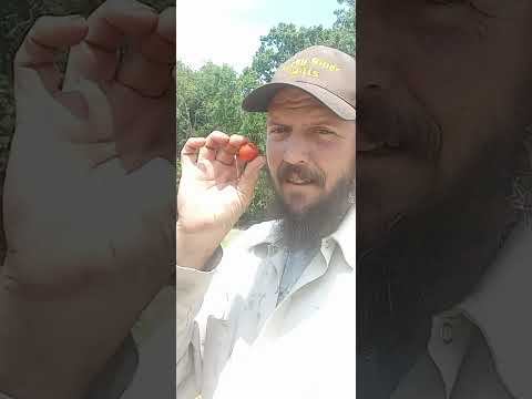 The 1st tomato of the season