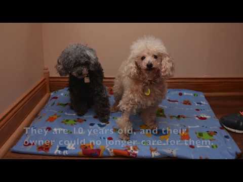 Autumn and Bitsy, an adopted Poodle in Barrington, IL_image-1