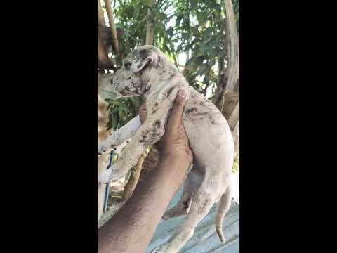 Great Dane Pup pondicherry