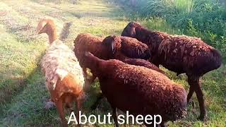 Do you know these animals🐎🐂🐏🐐? Watch them and you’ll believe it.