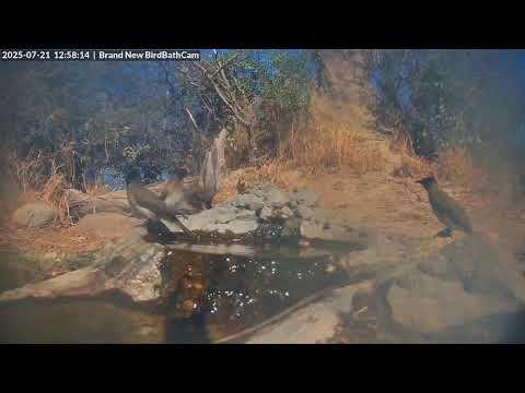 Kruger Wildlife Multicam live webcam