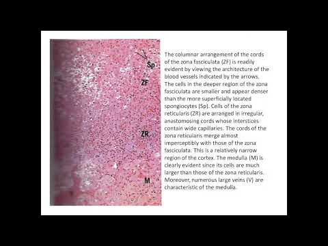 Denisova O.F. Histology lecture  29/10/2021