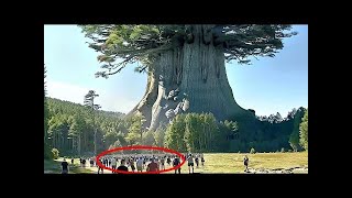 El árbol más grande de la Tierra es más grande de lo que imaginas