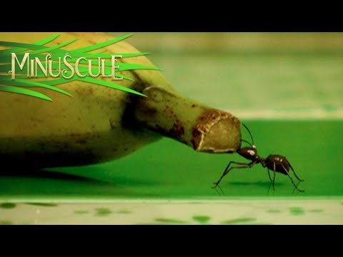 Minuscule – Bananes / Bananas (Season 1)
