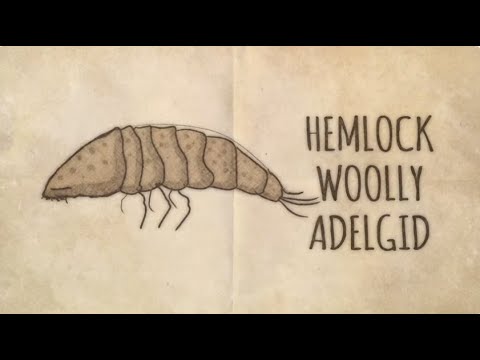 Hemlock Woolly Adelgid: Biology, Identification, and How You Can Fight Back
