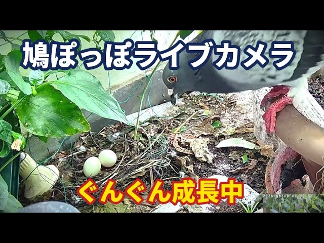 Live webcam view of Pigeon Nest Among Balcony Plants
