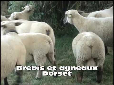 , title : 'Brebis Agneaux Dorset'