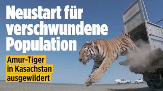 Erster Amur-Tiger nach 70 Jahren in Kasachstan freigelassen: Hoffnung für eine neue Population