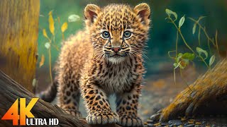Baby Animals 4K - Adorable Baby Wild Animals With Relaxing Music, Healthy Music
