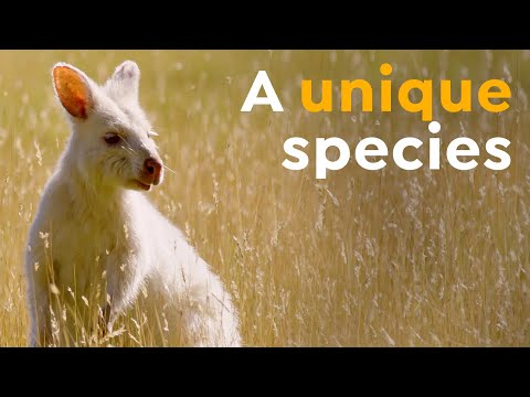 Why this Wallaby is White I Tasmania's Unique Species