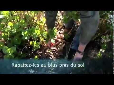 comment traiter les pucerons sur un hibiscus