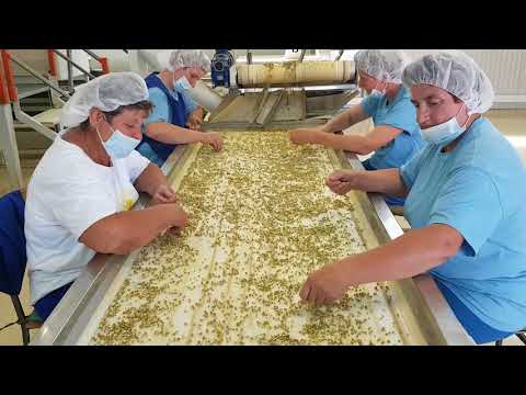 Chamomile processing line - complete