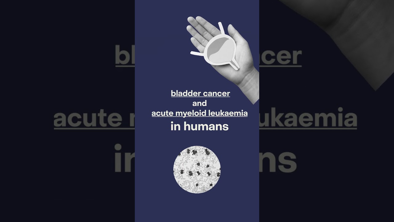 How was automotive gasoline classified carcinogenic to humans? IARC's Monograph evaluation explained