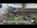 Vandals Destroy Kids Community Garden