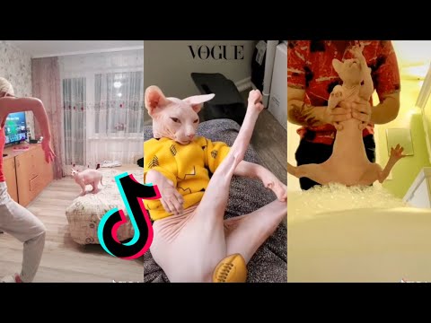 Funny Sphynx Cat😹 [HAIRLESS CAT TIKTOK COMPILATION] ~Part 2