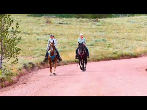 Yonder gentle safe smooth rides out alone Kentucky mountain gelding .