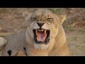 Africas Hunters S1E4 The Misfit A Runt S Fight For Survival