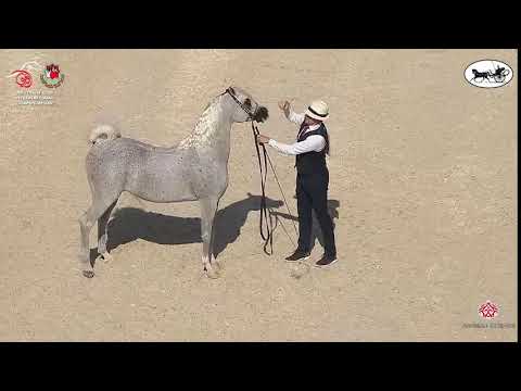 N 309 AL ARYAM BAREE   Abu Dhabi International Arabian Horse Championship 2021   Stallions 7+ Years