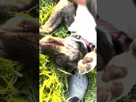 Fetching FREYA, an adopted German Shepherd Dog & Pit Bull Terrier Mix in Sherman Oaks, CA_image-1