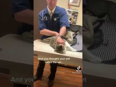 And you thought your cat is scared of the vet... This cat is acting like a demon! 😱😱😱 #short #vet