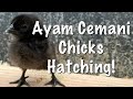 Ayam Cemani Chicken Hatching Eggs!!!