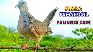 Download lagu Burung Perkutut Lokal Pikat Gacor Terbaik Untuk Pancingan mp3