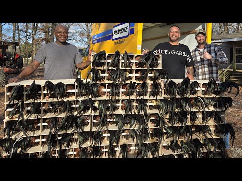 En la granja de Nathan Jumper (Jumper Farm )