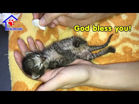 Rescue an orphaned baby kitten after 20 hours without food and milk – But we lost him forever!