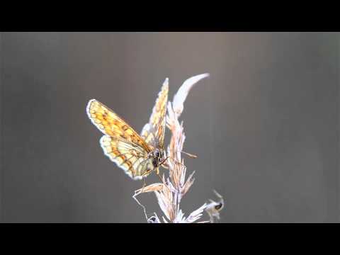 Motyle - Przeplatka britomartis, Przeplatka didyma